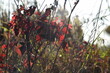 Jesienne trawy i czerwone liście dzikiej jeżyny tło