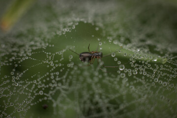 spider on a web