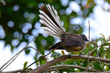 Fantail Bird In The Garden Posing On One Of The Trees 