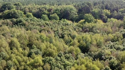 Sticker - survol de la Forêt de Rambouillet