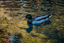 Male Mallard Duck In A Pond