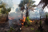 Fototapeta Most -  wide angle photography of a bush fire, with bright orange and yellow flames, grey smoke and many big and small palm trees, outdoors on a sunny day