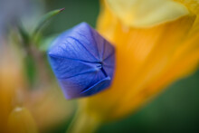 A Blue Balloon Flower Bud Touchs A Yellow Day Lily Flower