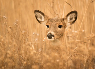 Wall Mural - a deer head raised  in the grass with little white flowers