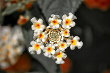 Closeup Of Lantana Flower