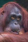 Fototapeta Zwierzęta - the borneo orang utan