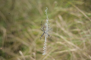 Closeup selective focus shot of a wasp spider spinning a web