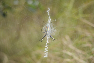 Closeup selective focus shot of a wasp spider spinning a web