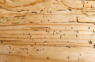 Wall Mural - a board with insect holes