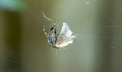 Macro shot of a spider catches a small moth on its web