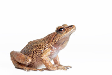 rain frog isolated on white background
