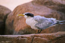 Australian Wildlife Bird Grey 