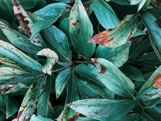 Sticker - Top view shot of plants with green leaves damaged by caterpillar