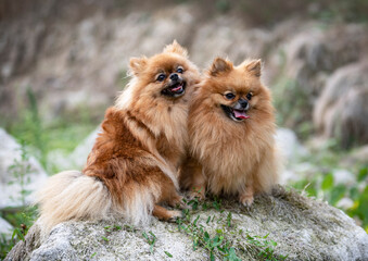 Poster - pomeranians in nature