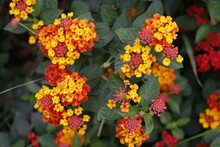 	 Lantana Camara Flowers, Moths Are Perched On Colorful Lantana Camara Flowers.	