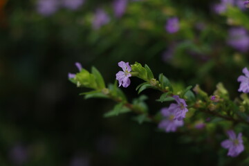Wall Mural - Close-up of purple cuphea flower blooming on green branch with dark blurred background. Nature macro photography with soft focus and shallow depth of field