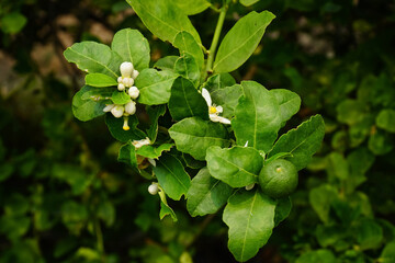 Wall Mural - Lime flower with leaves in the garden. Fresh lime flower bud with green leaves and branch agriculture