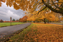Golden Autumn In A Public Park Gresham Oregon.