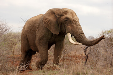 Sticker - The African bush elephant (Loxodonta africana), very big bull. A huge elephant, with large tusks, stands in the dry bush. Big tuscker.