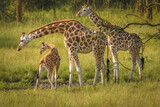 A mother Rothschild's giraffe with her baby ( Giraffa camelopardalis rothschildi) standing at a waterhole, Lake Mburo National Park, Uganda.	

