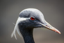Head Portraif Of A Demoiselle Crane With Red Eyes 