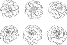 Set Of 6 Marigold Flowers In Outline Tattoo Style. Hand Drawn Floral Monochrome Graphic Illustration For Coloring Pages Or Other Design Uses