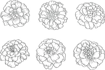 Wall Mural - Set of 6 marigold flowers in outline tattoo style. Hand drawn floral monochrome graphic illustration for coloring pages or other design uses