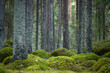 Magic coniferous forest with moss. The foreground is in focus. The background is blurred.