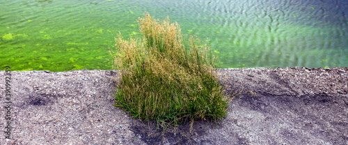 Fotomural Tussock of grass by the river in the summer