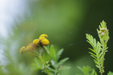 Closeup Shot Of Yellow Wildflowers - Yarrow Tansy
