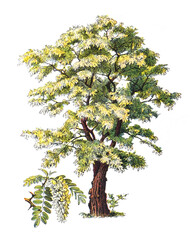 robinia pseudoacacia or false acacia / antique engraved illustration from from la rousse xx sciele