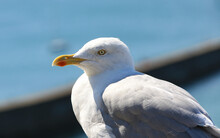 Seagull Close Up