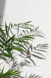 © Elena - Palm leaves and shadows on a white wall.Beautiful exotic nature background in neutral colors.Sunny day.Minimal, stylish, trendy concept.copy space