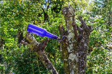 Found Blue Bottle Hung On Broken Tree Branch, Folk Art