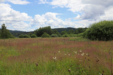 Blooming meadow and cloudy sky