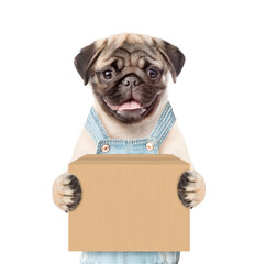 Wall Mural - Pug puppy wearing overalls holds big box. isolated on white background