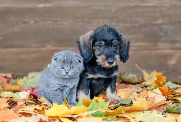 Dachshund puppy and kitten sit together  on autumn foliage and look at camera