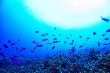 Wall Mural - underwater world / blue sea wilderness, world ocean, amazing underwater