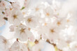 © Milou Dirks - White cherry blossom in spring artistic wallpaper