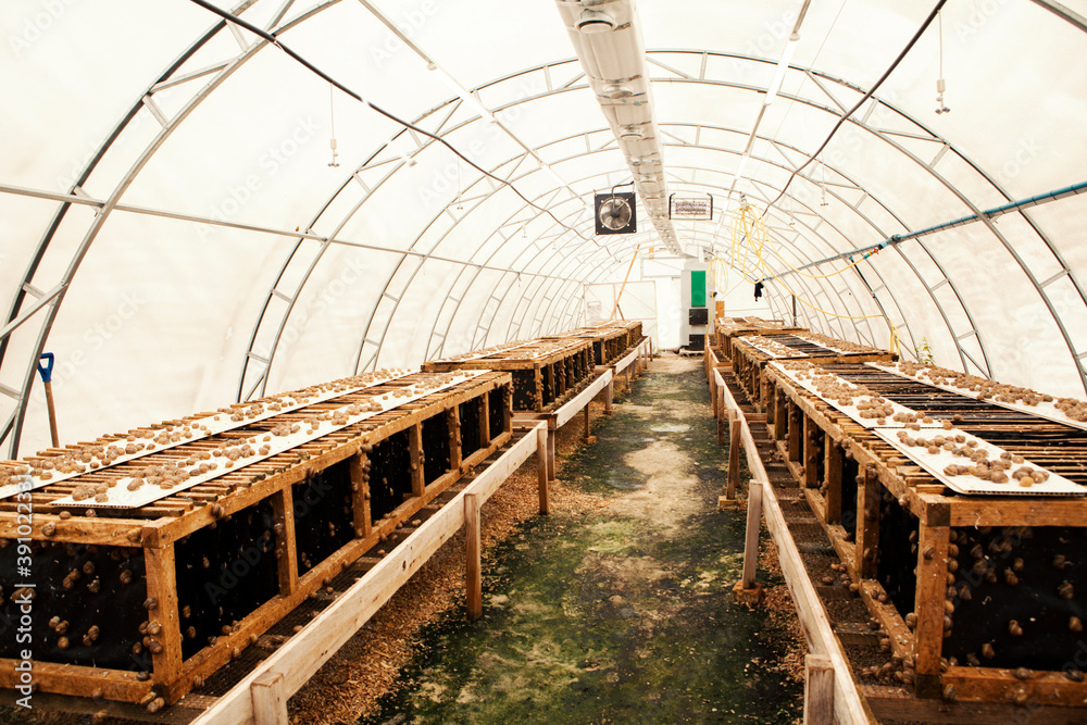 helix-aspersa-muller-maxima-snail-organic-farming-farm-snail-which