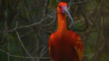 Close Up Of A Red Scarlet Ibis Sitting On A Branch And Looking Around