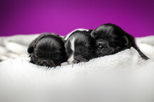 Photoshoot Newborn Puppies Cute Shih Tzu Affection Lovely Background
