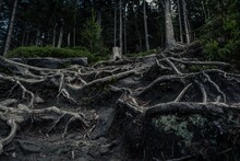 Massive Roots Of The Trees In The Forest