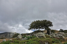L'arbre Tordu De Bocca San Petru Sur Le GR 20 En Corse