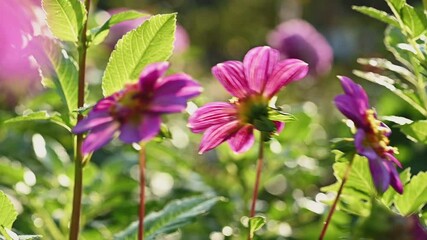 Fotomurales - Pink and purple dahlia flowers