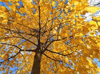 Wall Mural - Branches and trunk with bright yellow leaves of autumn trees against the blue sky background. Bottom view.