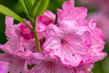 Wall Mural - Azaleas tropical flower.