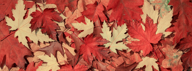 Wall Mural - Pattern old dry red yellow autumn leaves.