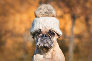 Wall Mural - French Bulldog dog wearing warm bobble hat in front of blurry autumn background