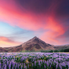 Typical Iceland Landscape With Mountains And Lupine Flowers Field. Great Purple Sunset Sky Glowing On Background. Summer Time